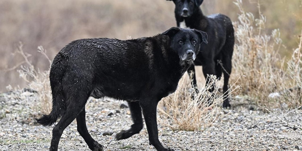 Başıboş Köpek raporu Erdoğan'a sunuldu: Acilen Meclis'e gelmeli