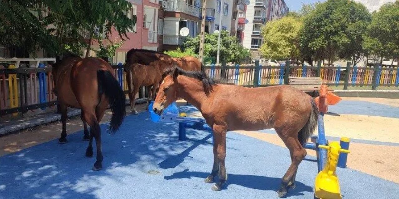 Yılkı atları Manisa'daki parktan 1 aydır ayrılmadı