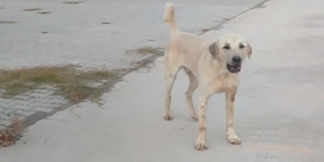 Spor yapıyordu: Sokak köpeklerinin saldırısına uğradı