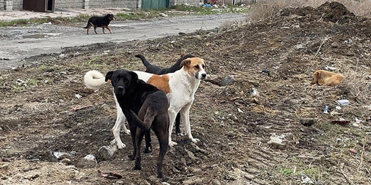 HAYTAP tepkili: Türkiye köpek konusunda geriye dönülmeyecek bir yola giriyor