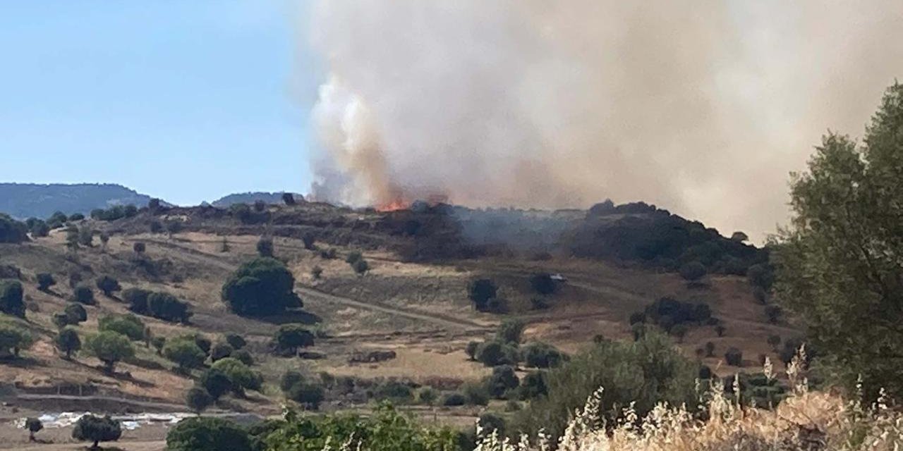 İzmir'in Bergama ilçesinde orman yangını çıktı