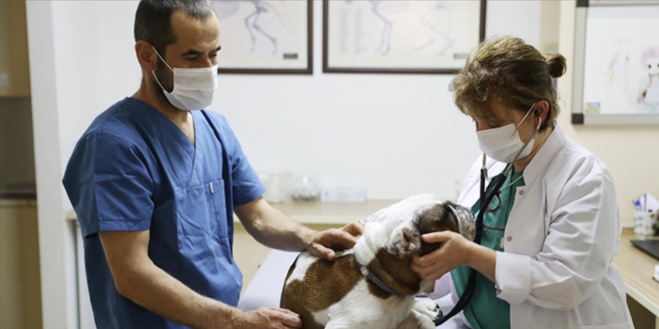 Veteriner hekimlerin tutumu bilime aykırı: Başıboş köpekler toplanmalı
