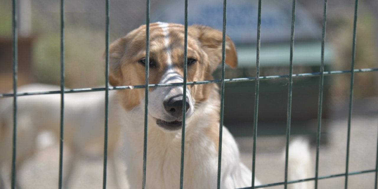 Mamak'ta köpekler toplanıyor iddialarına belediyeden yanıt geldi