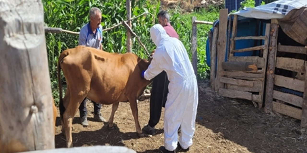 Hayvanlarda şarbon hastalığı görüldü