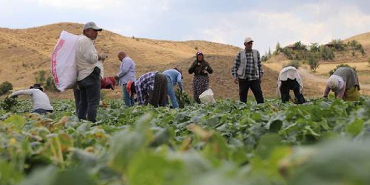 Çubuk'ta salatalık hasadı başladı: Üretici memnun