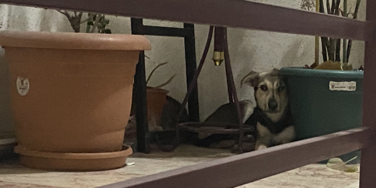 Mamak'ta başıboş köpekler apartmanlara girmeye başladı