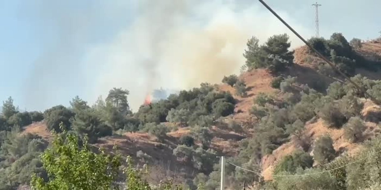 Ormanlık ve zeytinlik alanda yangın çıktı