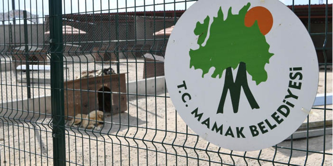 Mamak Belediyesi'nden köpekler toplanıyor iddiasına yalanlama geldi