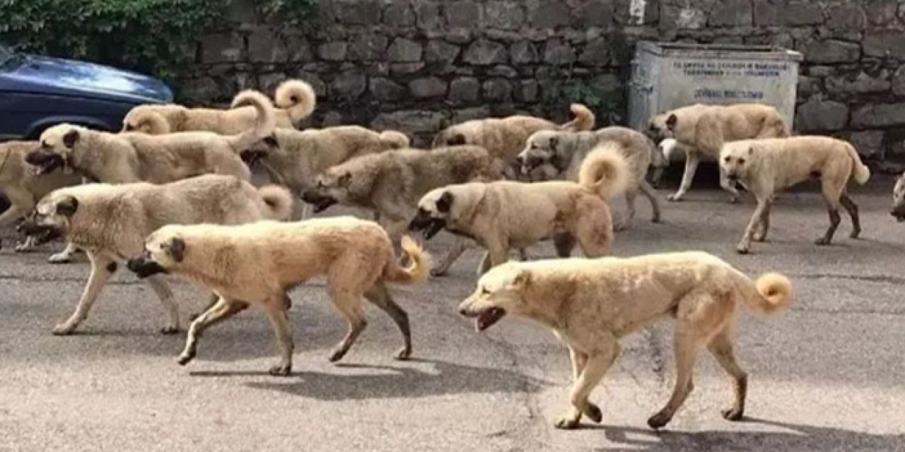 Sokak köpeği yasası Resmi Gazete’de: Karar resmileşti