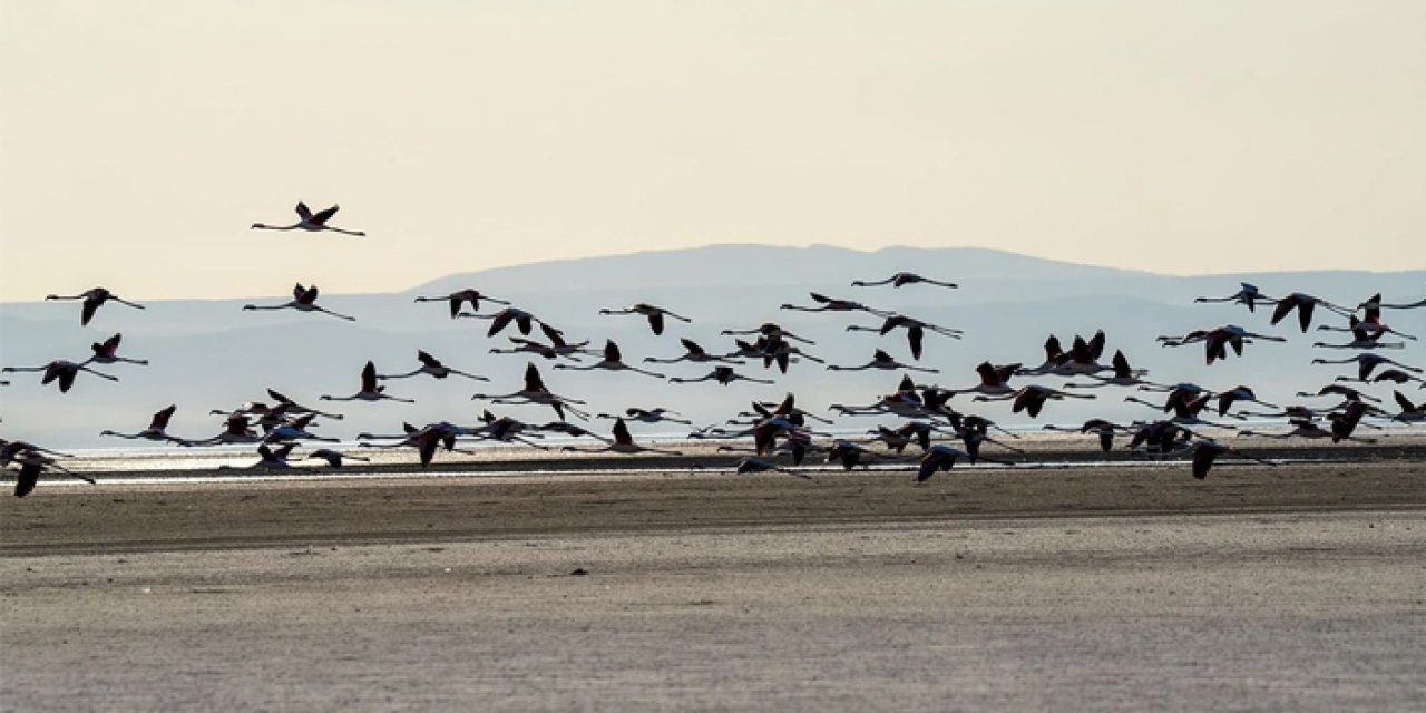 Tuz Gölü'nde binlerce yavru flamingo yumurtadan çıktı