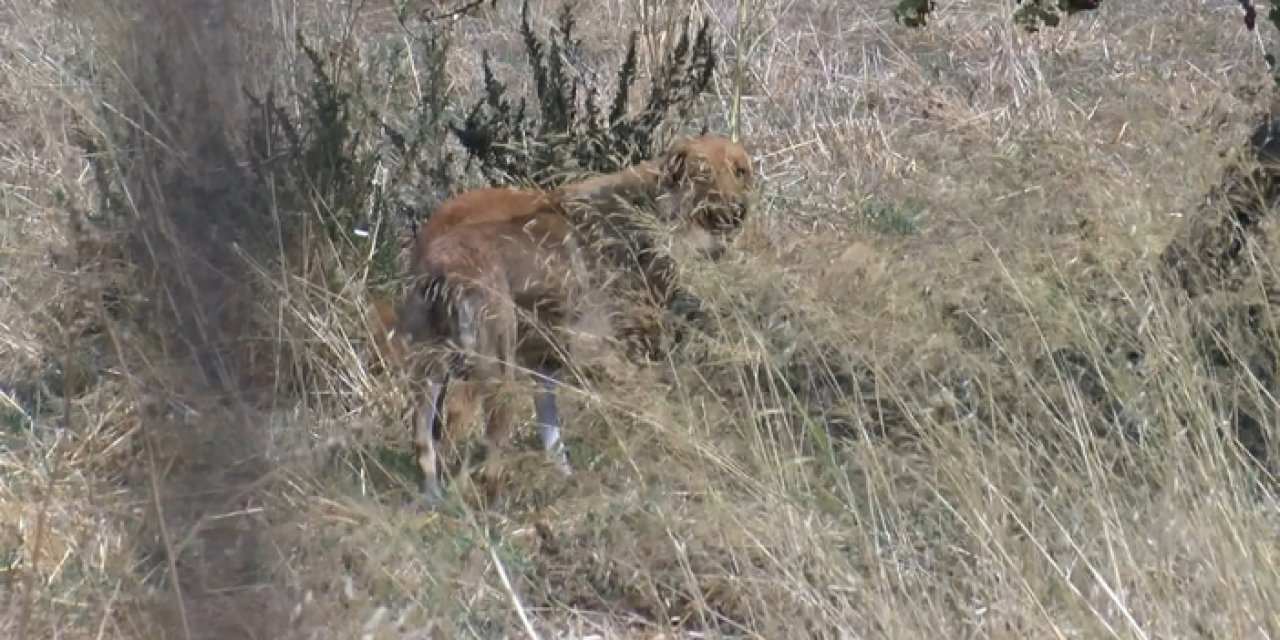 Sokak köpeklerinin saldırısına uğrayan şahıs öldü