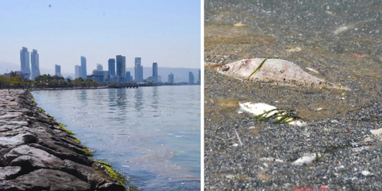 İzmir’de ölü balıklar kıyıya vurdu