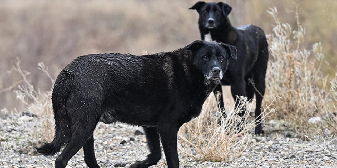 Uzmanı değerlendirdi: Köpeklerin refahı için lüks barınağa gerek yok