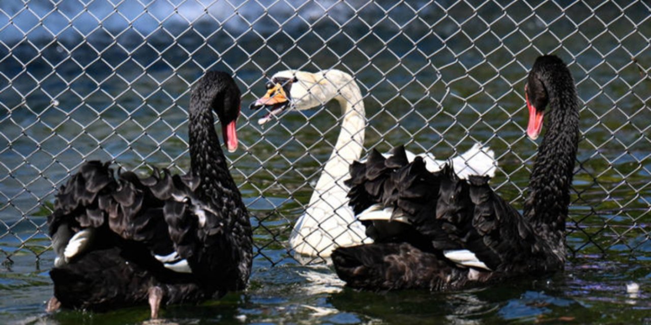 Kuğulu Park'ta kuğular arasına yine tel örgü çekildi