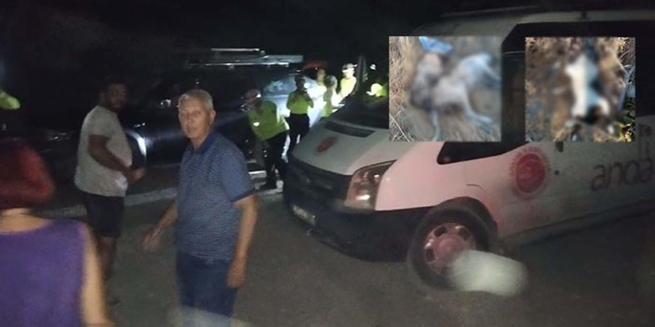 İzmir’de 5 köpek ile 6 kedi zehirlenerek öldürüldü