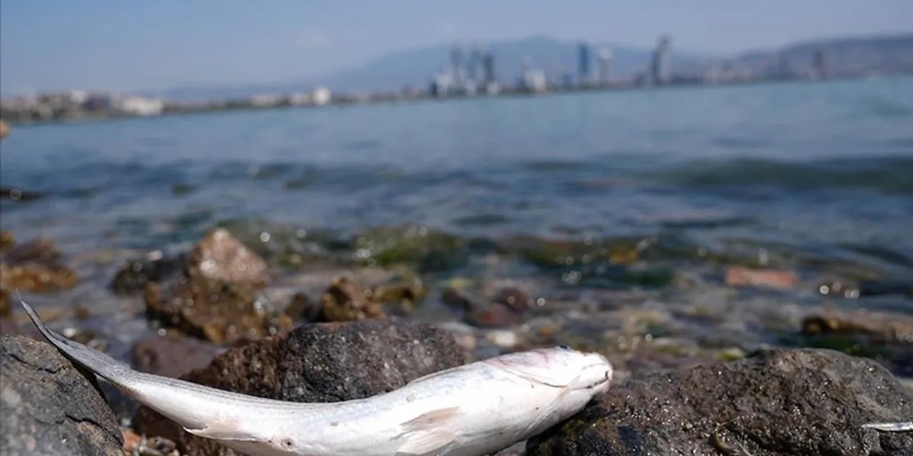 İzmir'de kritik körfez uyarısı: Deniz ürünleri tüketilmemeli!