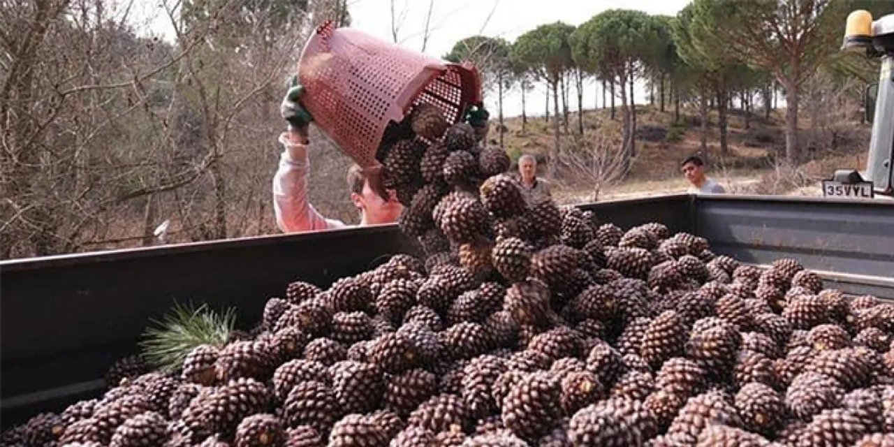 İzmir'de çam fıstığı krizi: 10 bin kişinin geçim kaynağı risk altında