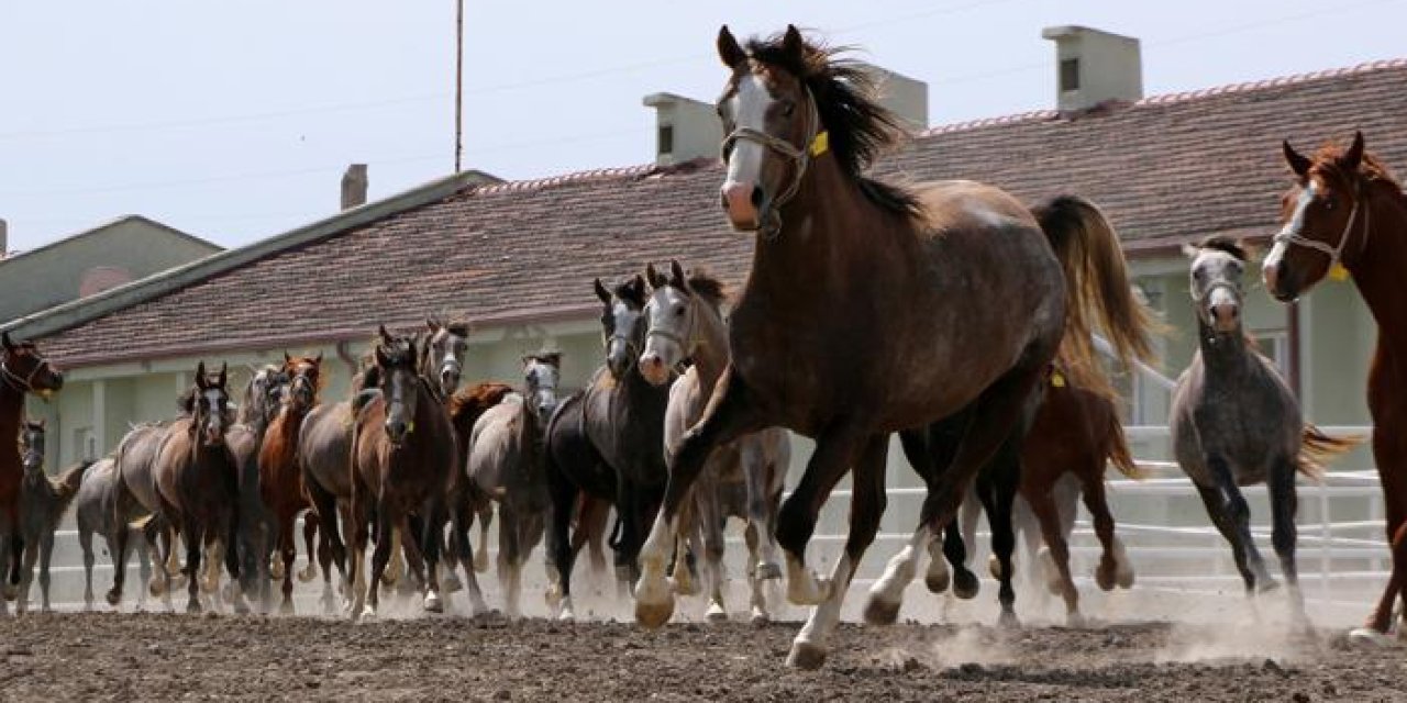 TİGEM satışa çıktı: 15 Safkan açık artırmayla satılacak