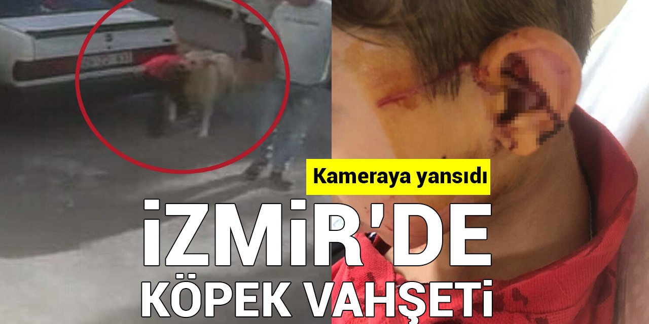 İzmir’de köpek vahşeti: Çocuk başından yaralandı, saldırı kameraya yansıdı