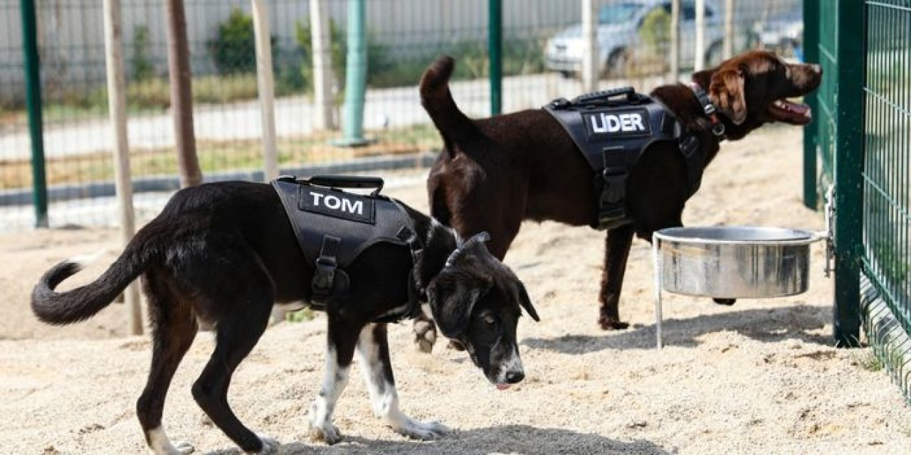 Etimesgut Belediyesi 5 sahipsiz köpeği bekçi yaptı