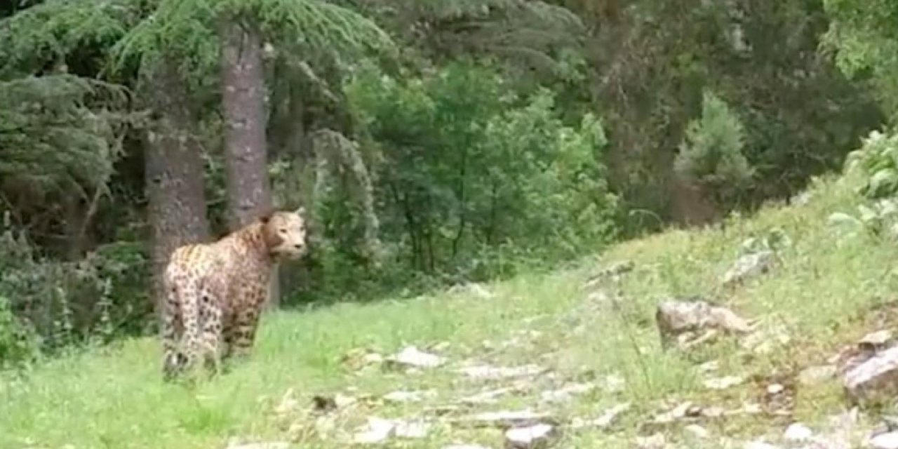 Türkiye’de Anadolu Pars’ı görüntülendi