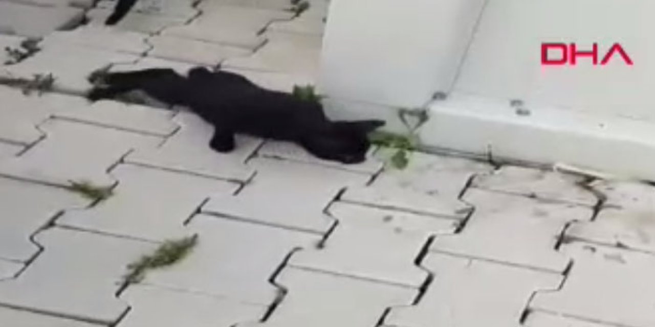 Yaralı bulunan kedi hakkında acı gerçek röntgende ortaya çıktı!