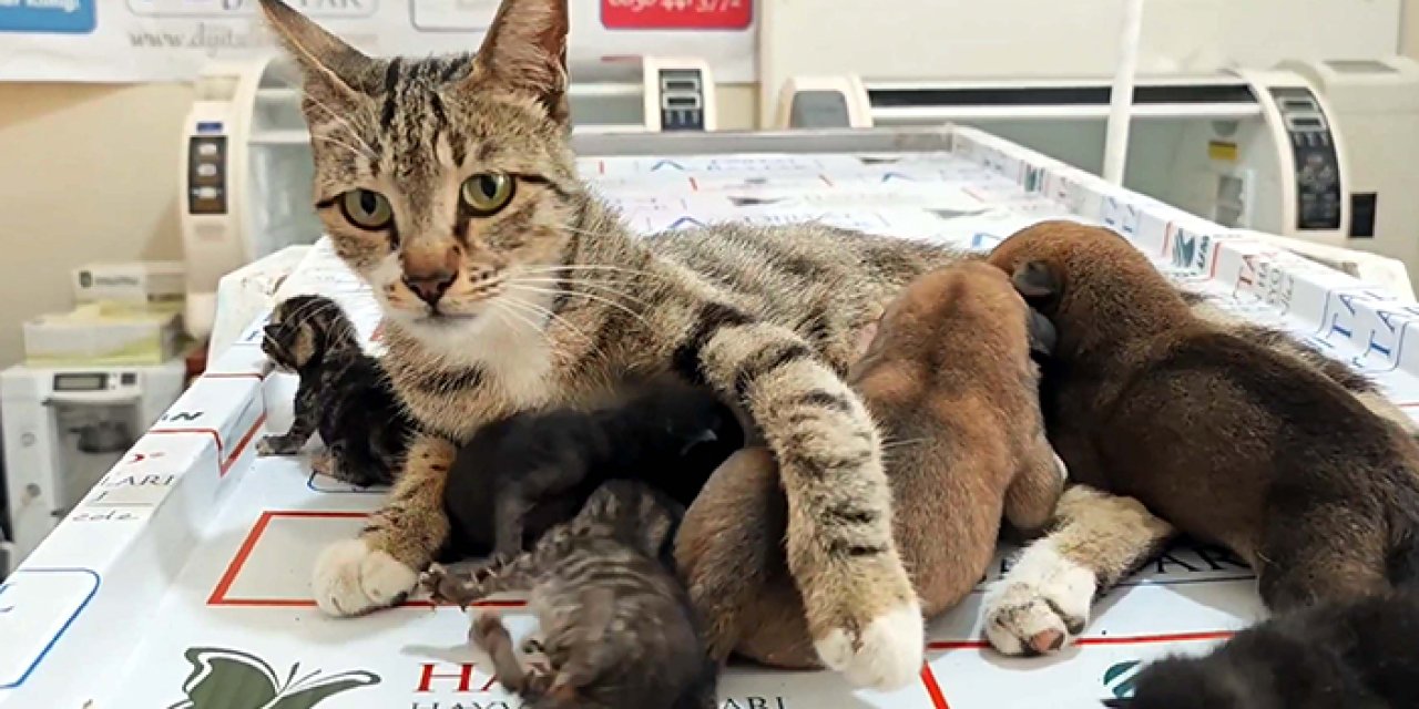 Yaralı kedi, yavru köpekleri emzirerek şefkatin sembolü oldu