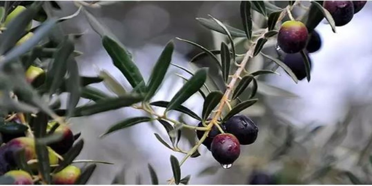 Marmarabirlik’ten zeytin üreticisine destek: Yeni sezon fiyatları belirlendi