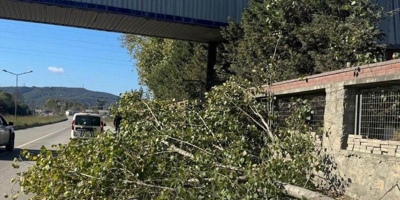 Kestiği ağacın altında kalıp öldü