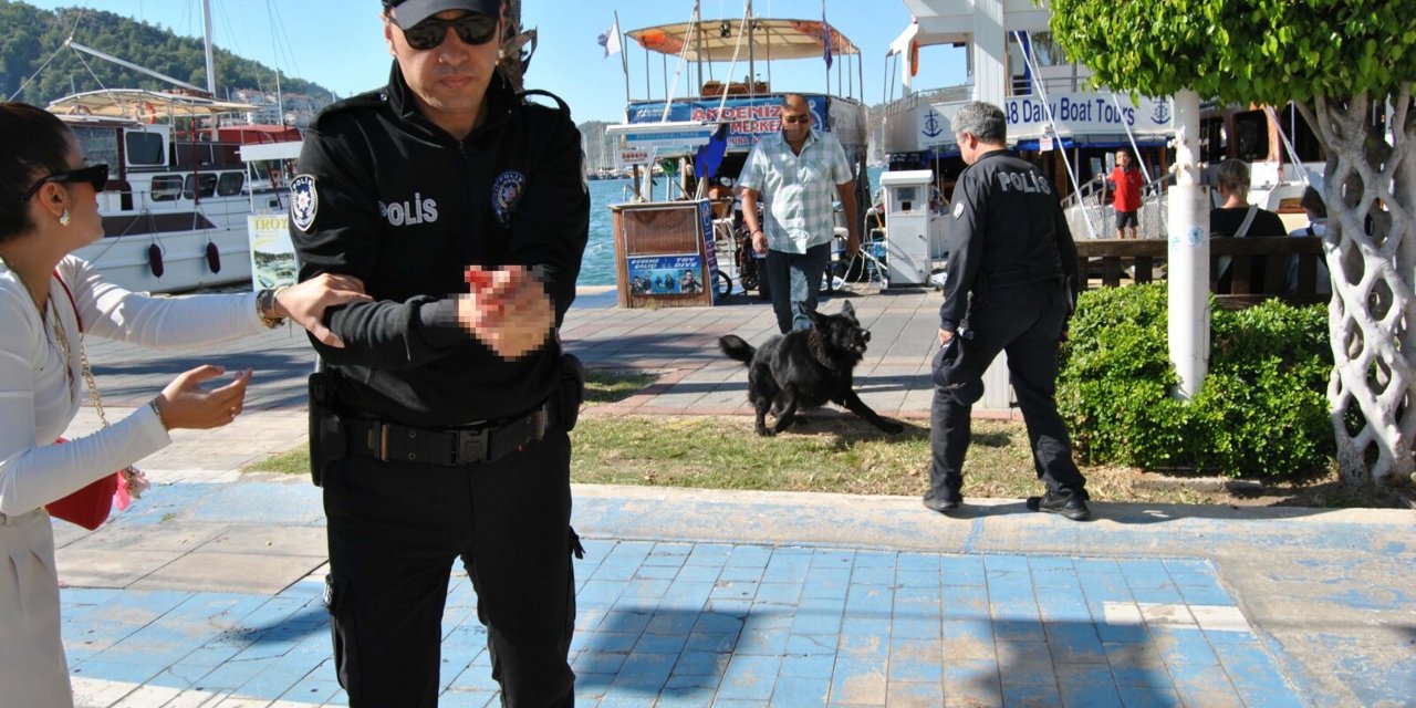 Muğla'da Kurt Köpeği Polisi Yaraladı