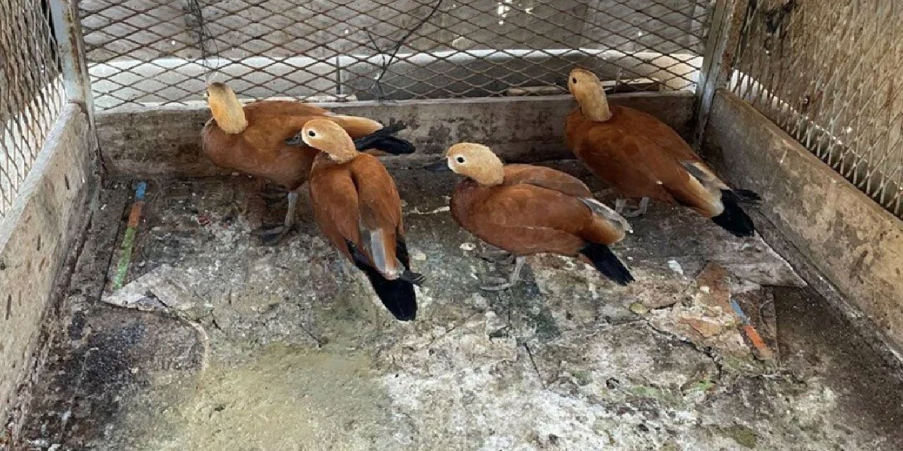 Vatandaşa şok baskın: Beslediği kuş nedeniyle gözaltına alındı