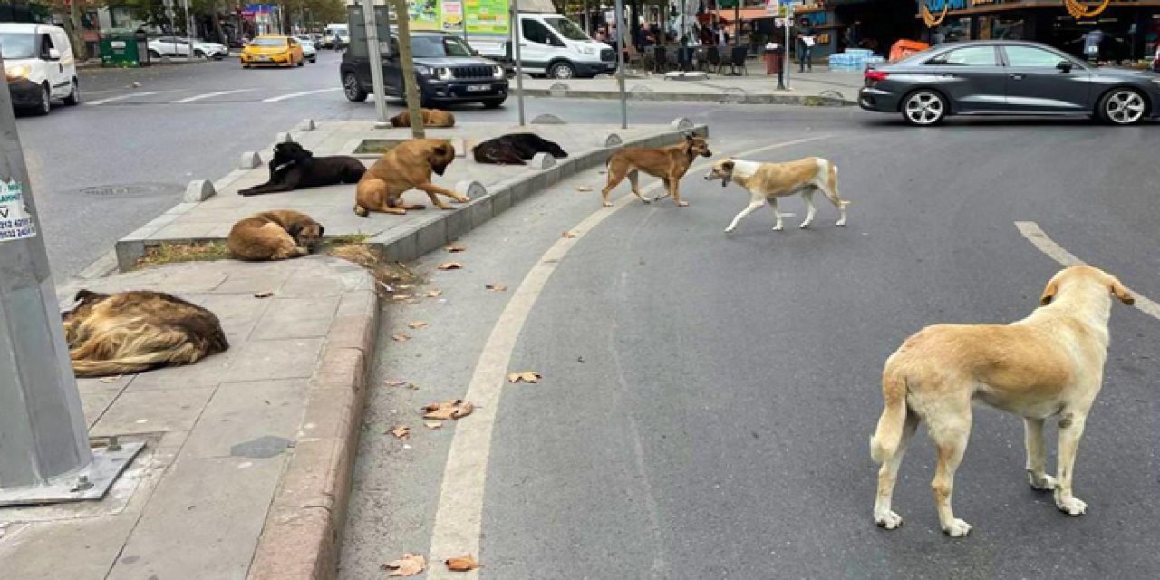 Ankara'da dehşet: 10 başıboş köpek kadın profesörü parçaladı