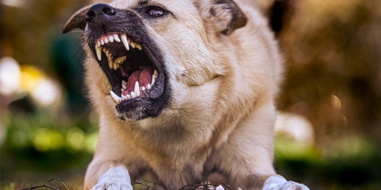 Başıboş köpeklerin saldırdığı yaşlı kadın ağır yaralandı