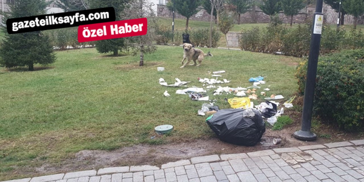 Ankara’nın tarihi semti Hamamönü köpek tehdidi altında