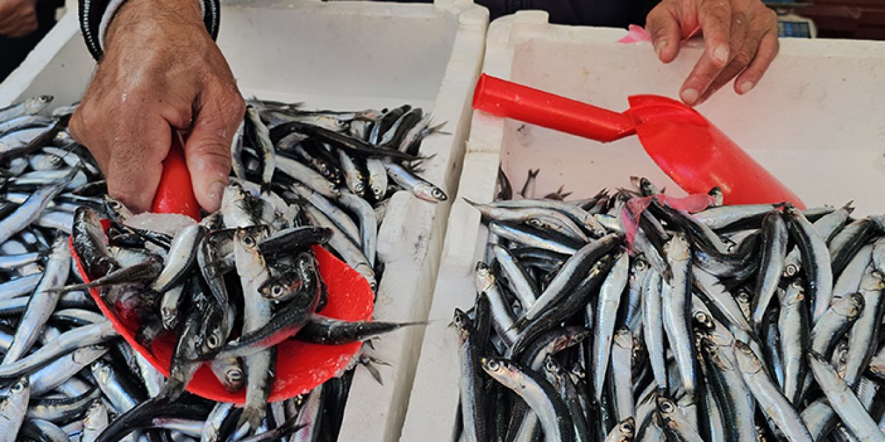 Zonguldak’ta hamsi tezgahlarda