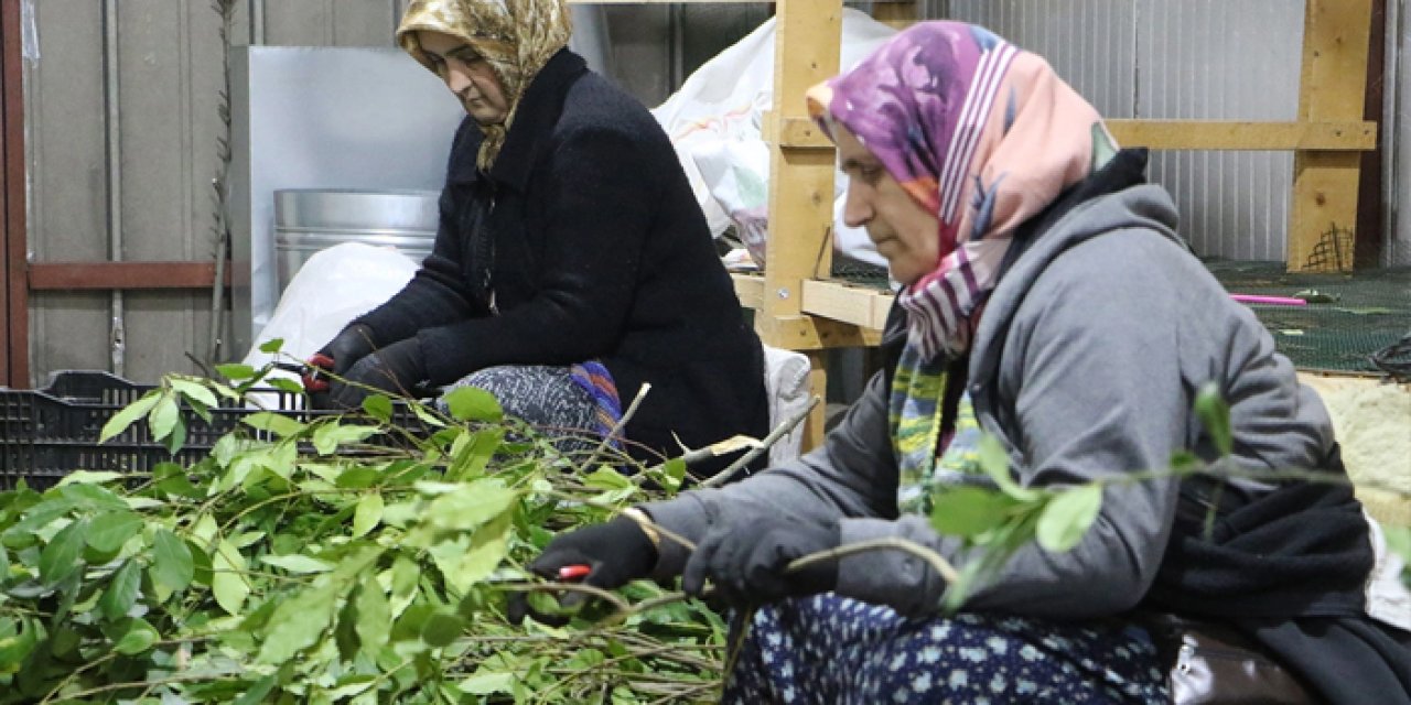 Samsun’da defne üretimi ile ekonomiye katkı yapılıyor