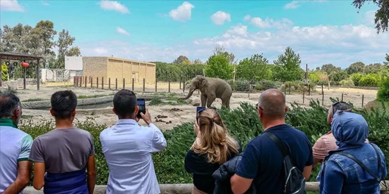 Vahşi Yaşamı Keşfedin: Afrika, İzmir Doğal Yaşam Parkı ile Çok Yakın