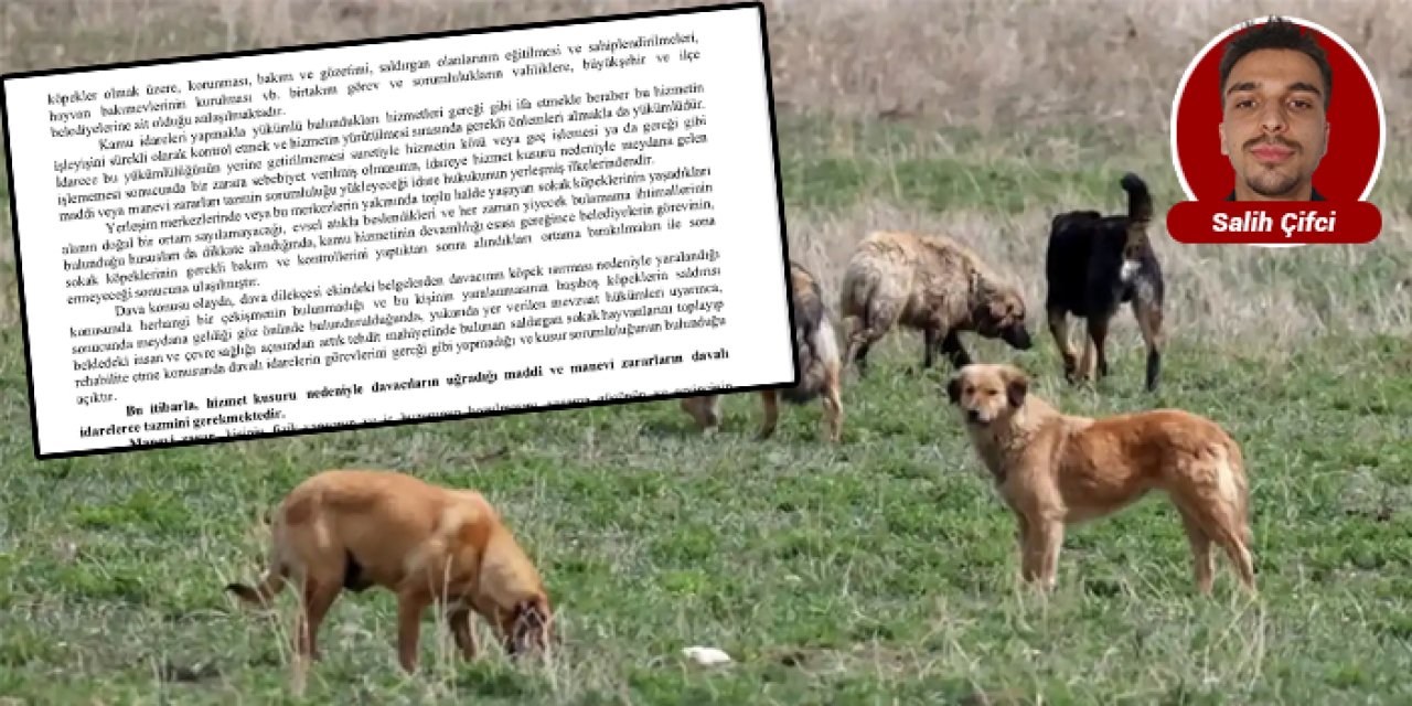 Ankara'da köpek saldırısı davası: O belediyeler sorumlu tutuldu