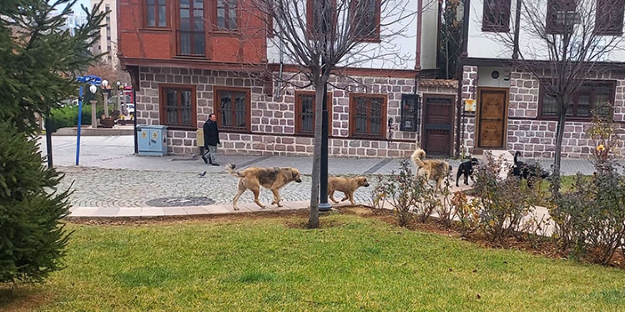 Hamamarkası’nı köpek bastı: Sokaklarda cirit atıyorlar