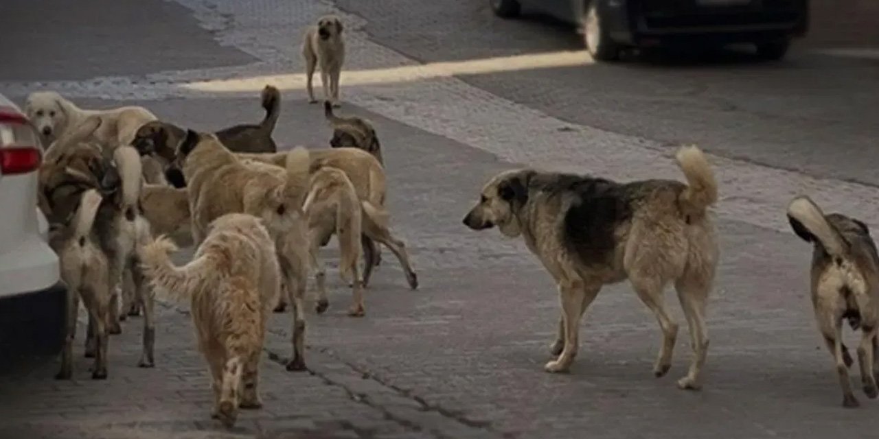 Ankara’daki başıboş köpek sorunu Meclis gündemine taşındı