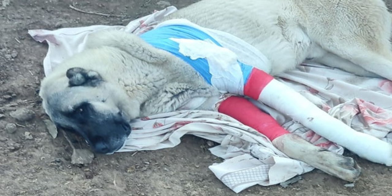 Avcılar Kangal Köpeklerini Vurdu