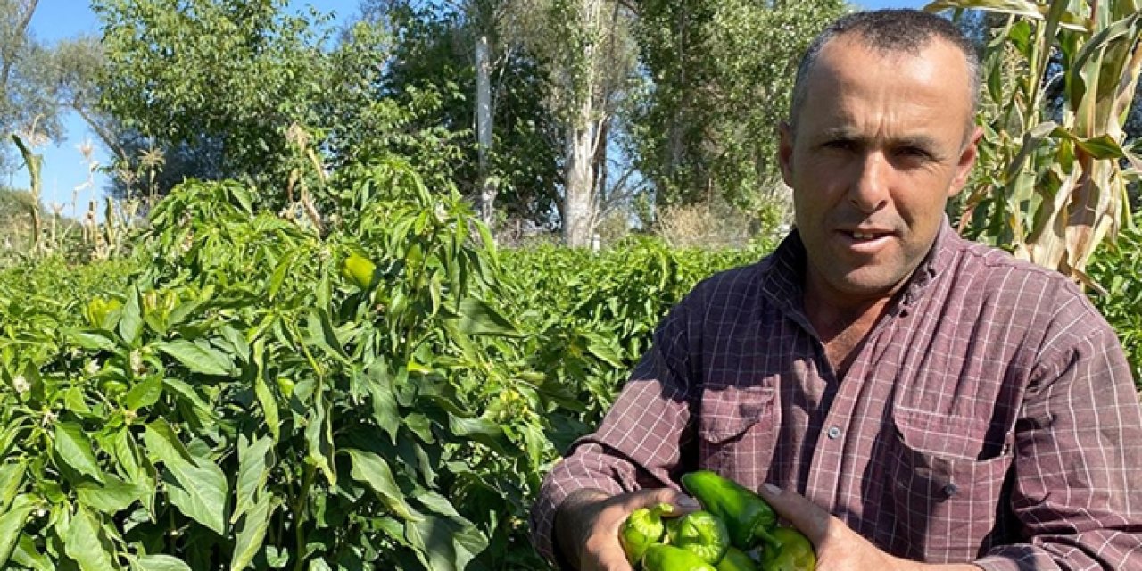 Kırşehir'in gurme tadı: Cemele biberi