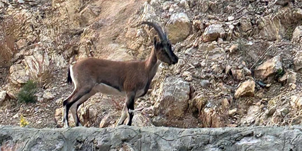 Antalya yaban keçisi avına rekor ceza