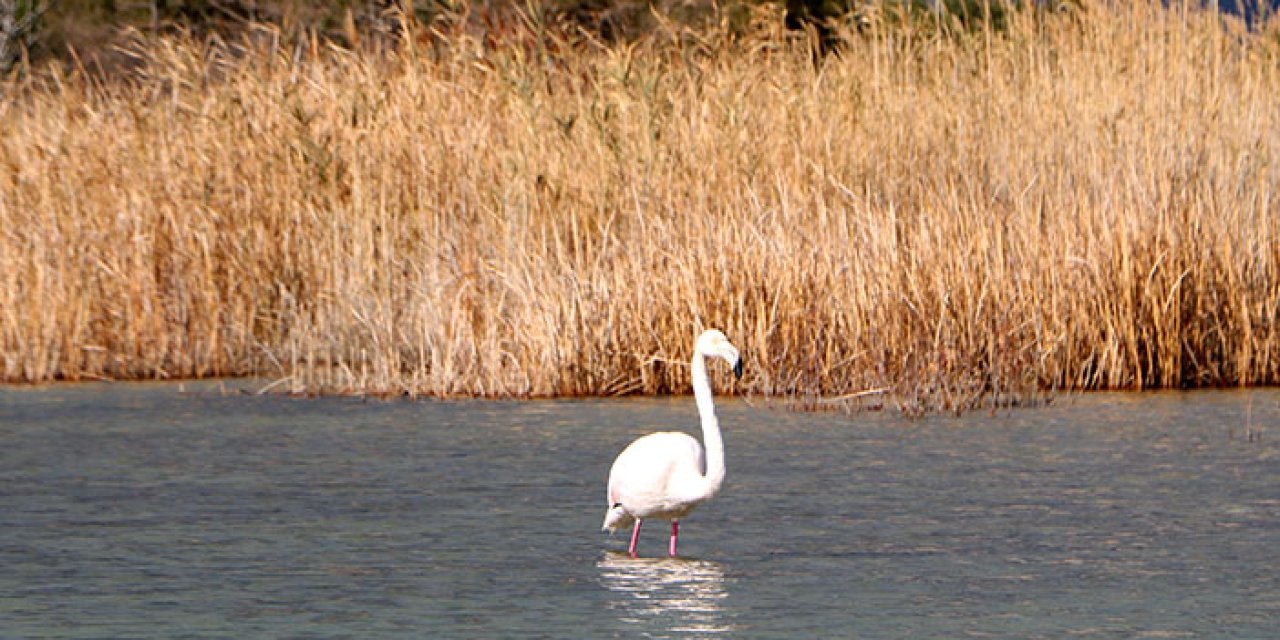 Antalya'da flamingo sürprizi: İlgi odağı oldu