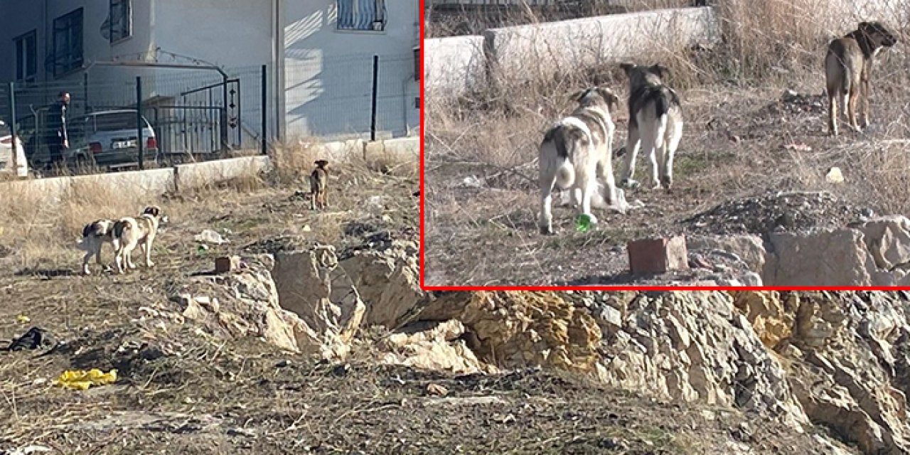 Ankara'da köpek saldırısı: Kadın canını zor kurtardı