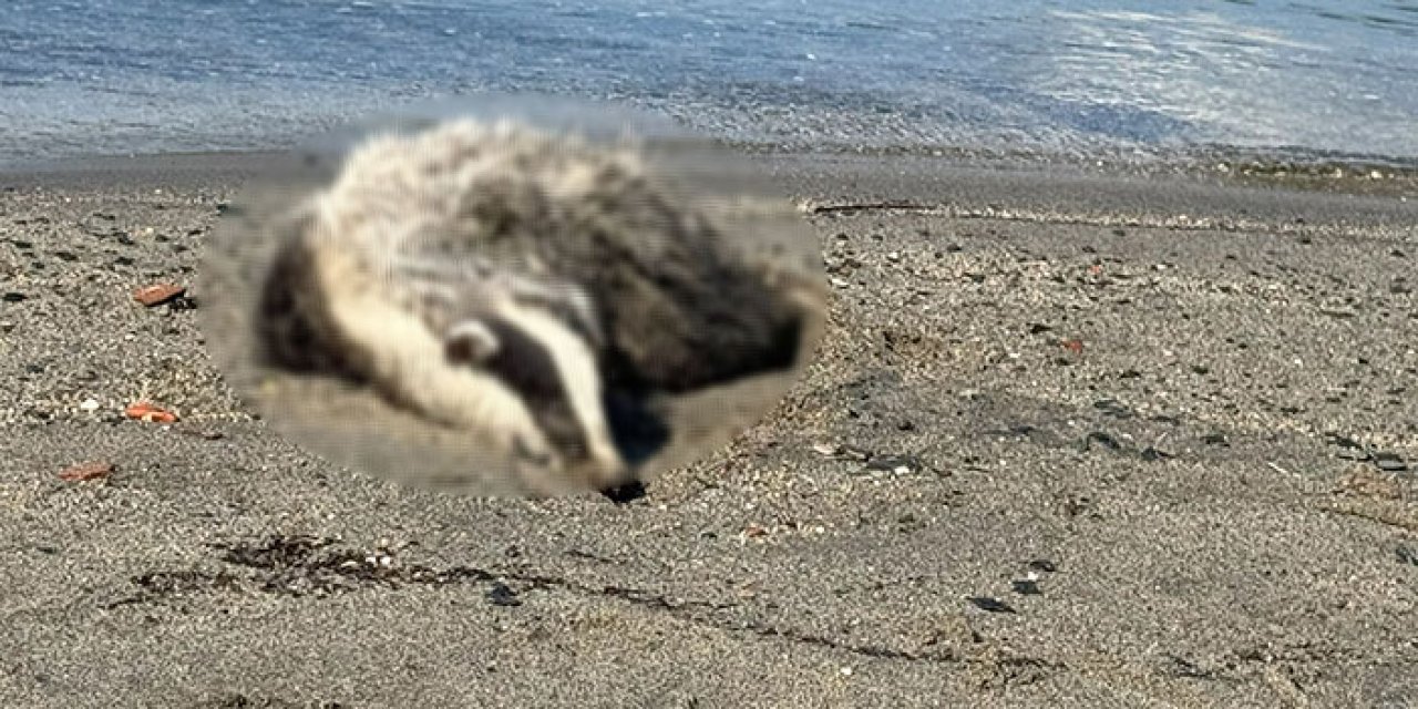 Erdek sahilinde acı tablo: 2 porsuk ölü bulundu