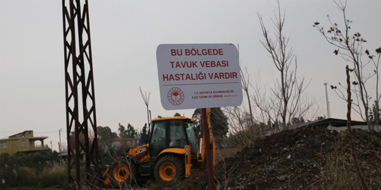 Hatay’da kuş gribi tespit edildi