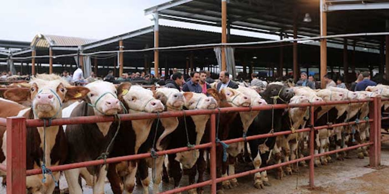 Manisa’da Şap Alarmı! Tüm Hayvan Pazarlarına Geçici Kapatma Kararı