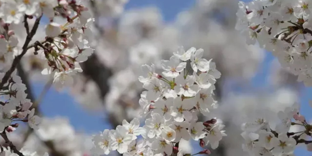 Baharın müjdecisi ilk cemre havaya düştü