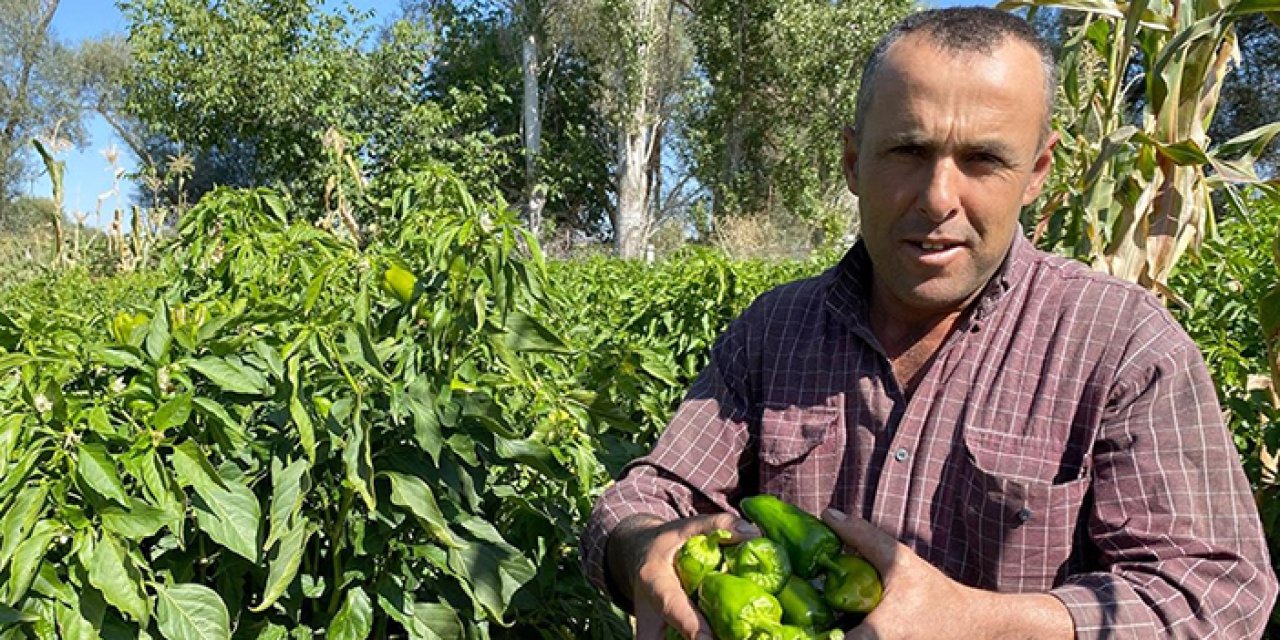 Kırşehir Çayağzı köyünde yetişen cemele biberi Avrupa’da meşhur oldu